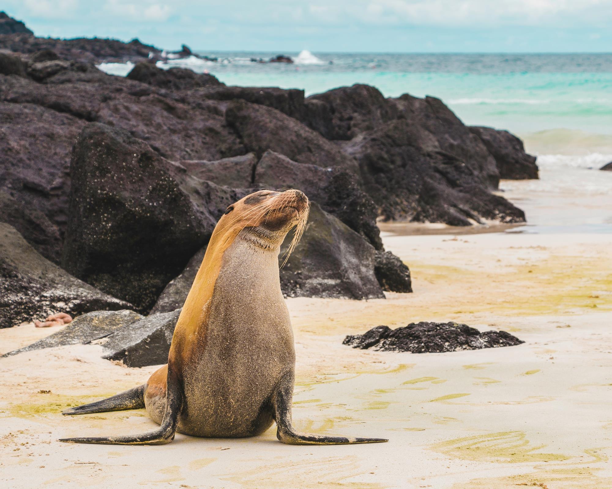Sea Lion sunning on the beach